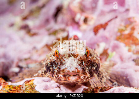 Ein coralline sculpin ruht auf einem Riff in den Gewässern des Kalifornischen Kanalinseln. Stockfoto