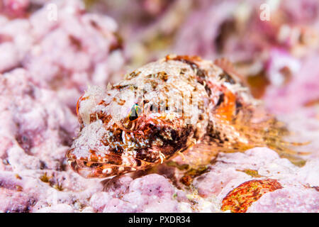 Ein coralline sculpin ruht auf einem Riff in den Gewässern des Kalifornischen Kanalinseln. Coralline sculpin, Unterwasser, Fotografie, Kopf, Gesicht, intertid Stockfoto