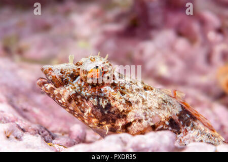 Ein coralline sculpin ruht auf einem Riff in den Gewässern des Kalifornischen Kanalinseln. Coralline sculpin, Unterwasser, Fotografie, Kopf, Gesicht, intertid Stockfoto