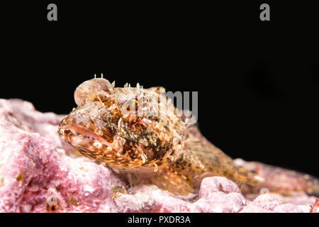 Ein coralline sculpin ruht auf einem Riff in den Gewässern des Kalifornischen Kanalinseln. Stockfoto