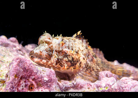 Ein coralline sculpin ruht auf einem Riff in den Gewässern des Kalifornischen Kanalinseln. Stockfoto