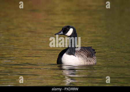 Eine Kanadagans Branta canadensis Schwimmen auf einem goldenen See im Herbst in der Dämmerung Stockfoto