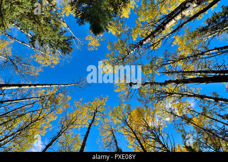 Ein horizontales Bild suchen, um sich an die Baumkronen eines gemischten Standplatz der Bäume vor blauem Himmel in ländlichen Alberta Kanada Stockfoto