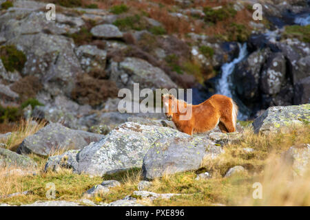 Wild Carneddau Welsh Ponys grasen am Berghang in der Ogwen Valley, Snowdonia National Park Stockfoto