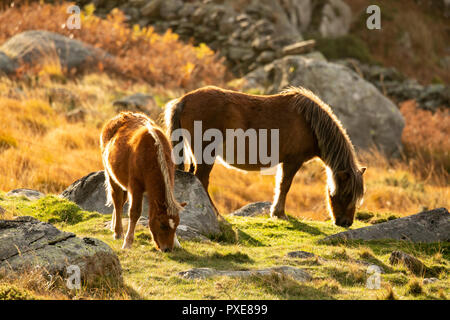 Wild Carneddau Welsh Ponys grasen am Berghang in der Ogwen Valley, Snowdonia National Park Stockfoto