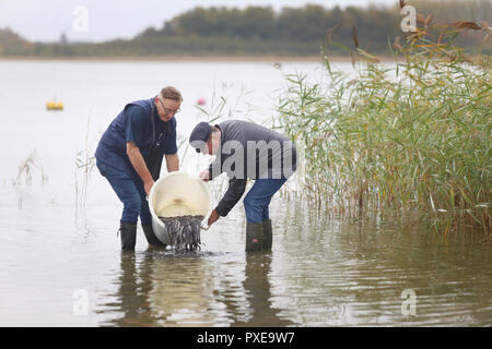 22 Oktober 2018, Mecklenburg-Vorpommern, Goldberg: Klaus-Dieter Dehmel (l), Fischer aus Dabel und Wolfgang Geibrasch, Fischer aus Lohmen und Manager der Goldberger Siehe expose Vorgereckt (Fed) junge Aale in der Goldberger sehen. Für 25 Jahre, die "LANDESANGLERVERBAND MV 'Aale rund 100.000 Euro jährlich besetzt hat. Die Kampagne 'Speichern des Europäischen Aals" soll dazu beitragen, die Erhaltung der Aale in Mecklenburg-Vorpommern. Foto: Danny Gohlke/dpa-Zentralbild/dpa Stockfoto