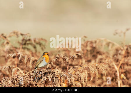 Ogmore von Meer, Wales, UK. 22 Okt, 2018. Ein Rotkehlchen (Erithacus Rubecula) Sitzstangen auf Rost farbigen Bracken und badet in der warmen herbstlichen Sonne, Ogmore vom Meer aus Großbritannien. Credit: Phillip Thomas/Alamy leben Nachrichten Stockfoto