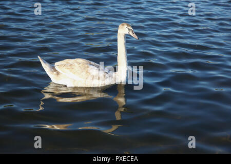 London, Großbritannien. 22 Okt, 2018. Menschen tauchen Sie ein in die herrlich warmen Herbst Sonnenschein in Kensington Gardens, London. Credit: Keith Larby/Alamy leben Nachrichten Stockfoto