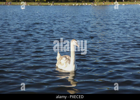 London, Großbritannien. 22 Okt, 2018. Menschen tauchen Sie ein in die herrlich warmen Herbst Sonnenschein in Kensington Gardens, London. Credit: Keith Larby/Alamy leben Nachrichten Stockfoto