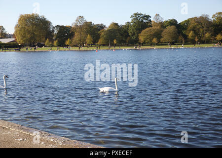 London, Großbritannien. 22 Okt, 2018. Menschen tauchen Sie ein in die herrlich warmen Herbst Sonnenschein in Kensington Gardens, London. Credit: Keith Larby/Alamy leben Nachrichten Stockfoto