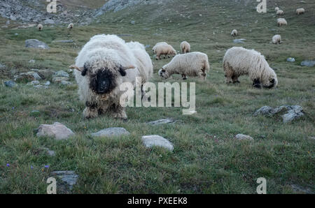 Bild zeigt eine Herde von so in den Alpen, Mittwoch, 24. August 2016, Zermatt, Schweiz, Wallis Blacknose Schafe. Stockfoto