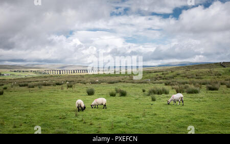 Schafe vor der berühmten ribblehead Viadukt, 12. August 2017, Yorkshire Dales, England. Stockfoto