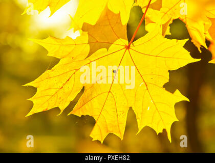 Gelbes Herbstlaub Ahorn Stockfoto