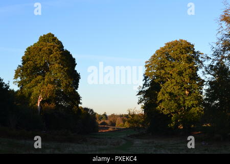 Herbst, Mitte Oktober 2018 Knole, Sevenoaks, Kent, England, UK. Schönes Wetter. Historisches Haus- und Parklandschaft. Durch Könige, Königinnen, Erzbischöfe Stockfoto