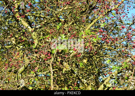 Herbst, Mitte Oktober 2018 Knole, Sevenoaks, Kent, England, UK. Schönes Wetter. Weißdorn-Beeren vor blauem Himmel am historischen Knole Park Stockfoto