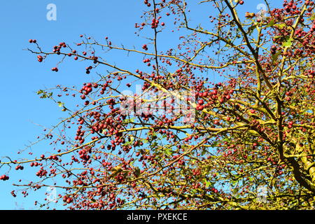 Herbst, Mitte Oktober 2018 Knole, Sevenoaks, Kent, England, UK. Schönes Wetter. Weißdorn-Beeren vor blauem Himmel am historischen Knole Park Stockfoto