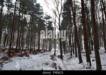 Der National Trust Knole Park, Sevenoaks, Kent, England, UK an einem verschneiten, nebligen Tag im März 2018. Kent Downs Gebiet von außergewöhnlicher natürlicher Schönheit. Stockfoto