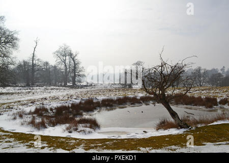 Der National Trust Knole Park, Sevenoaks, Kent, England, UK an einem verschneiten, nebligen Tag im März 2018. Kent Downs Gebiet von außergewöhnlicher natürlicher Schönheit. Stockfoto