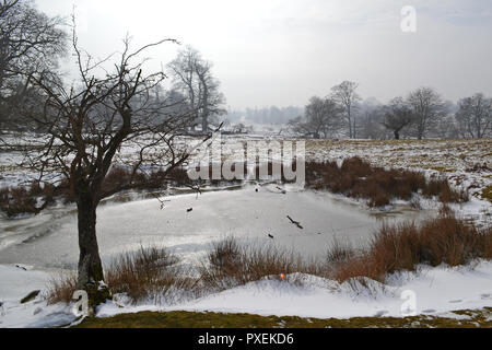 Der National Trust Knole Park, Sevenoaks, Kent, England, UK an einem verschneiten, nebligen Tag im März 2018. Kent Downs Gebiet von außergewöhnlicher natürlicher Schönheit. Stockfoto