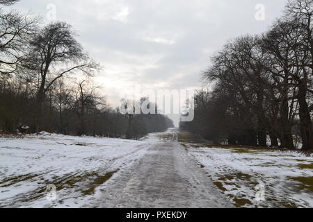 Der National Trust Knole Park, Sevenoaks, Kent, England, UK an einem verschneiten, nebligen Tag im März 2018. Kent Downs Gebiet von außergewöhnlicher natürlicher Schönheit. Stockfoto