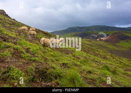 Schafe weiden in der Hengilssvaedid hot springs Wanderweg in der Nähe von Reykjavik in der Golden Circle von Island. Stockfoto