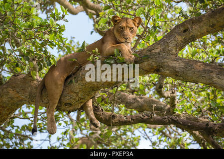 Baumklettern Löwe von Queen Elizabeth National Park, Uganda Stockfoto