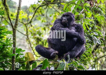 Berg Gorillas im Bwindi Impenetrable Forest, Uganda Stockfoto