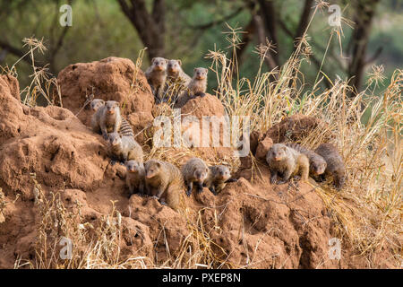 Gebänderte mungos der Tarangire Nationalpark, Tansania Stockfoto