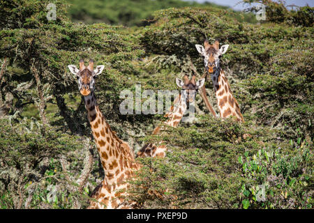 Masai Giraffen in der Ngorongoro Crater in Tansania Stockfoto