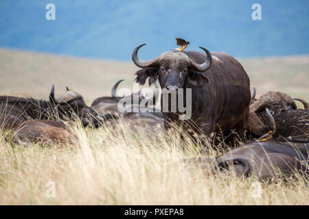 Afrikanische Büffel und oxpeckers in der Ngorongoro Crater in Tansania Stockfoto