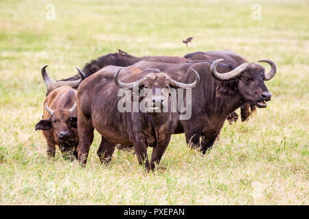 Afrikanische Büffel und oxpeckers in der Ngorongoro Crater in Tansania Stockfoto