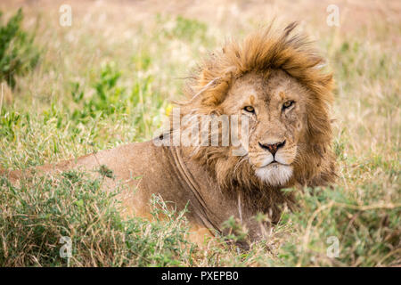 Männlicher Löwe in der Serengeti Nationalpark, Tansania Stockfoto