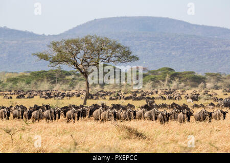 Große Gnuwanderung in der Serengeti National Park, Tansania Stockfoto