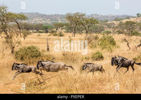 Große Gnuwanderung in der Serengeti National Park, Tansania Stockfoto