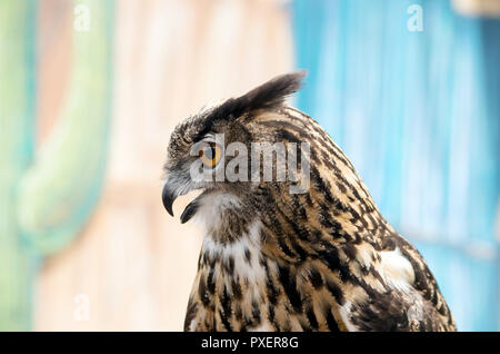 Eurasischen Eagle-Owl in der Wildnis zeigen an der Texas State Aquarium in Corpus Christi, Texas USA. Ansicht 2 Stockfoto