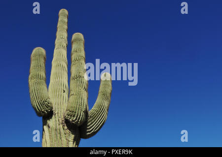 Ein Saguaro Kaktus Pflanze dargestellt vor blauem Himmel in Arizona. Allgemein in der Sonora Wüste gefunden, es ist ein grafisches Symbol für den amerikanischen Westen. Stockfoto