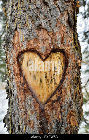 Ein Herzsymbol schnitt in der Rinde eines Baumes im ländlichen Alberta Kanada Stockfoto