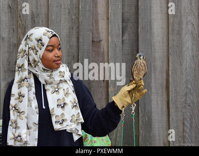 Kestrel Hawk auf junge Frauen tragen Kopftuch thront behandschuhte Hand Stockfoto