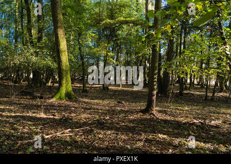 Cockshutt Holz eine alten Wald in der Shropshire UK Landschaft. Oktober 2018 Stockfoto