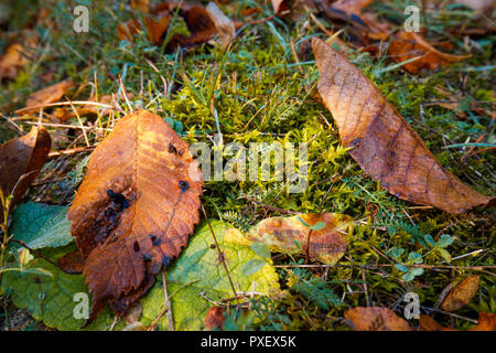 Ahorn und Eiche Blätter auf dem groundduring Herbst. Zusammenfassung Hintergrund Stockfoto