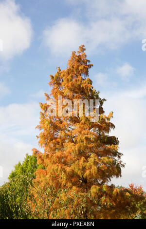 Taxodium distichum var. distichum Nutans imbricarium''. Kahlen Zypresse Baum im Herbst. Stockfoto