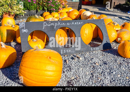 Frisch gepflückte Kürbisse auf dem Display und ein Kürbis Größentabelle Messung Vorlage an sopley Farm, Sopley, Dorset, England, Großbritannien Stockfoto