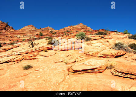 Eine gelbe alte Butte der sedimentären Felsen im trockenen Wüste, mit einem klaren blauen Himmel, in Coyte Buttes, Vermillion Cliffs National Monument, Arizona, USA. Stockfoto