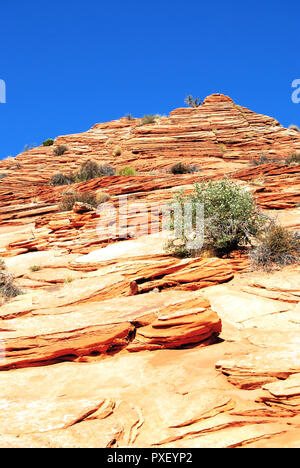 Eine gelbe alte Butte der sedimentären Felsen im trockenen Wüste, mit einem klaren blauen Himmel, in Coyte Buttes, Vermillion Cliffs National Monument, Arizona, USA. Stockfoto