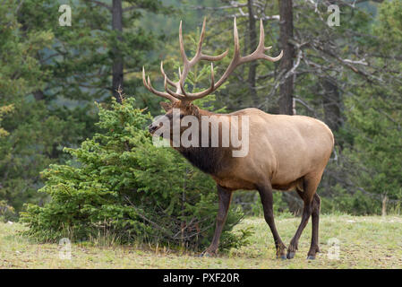 Eine große Bull elk zu Fuß entlang der Bäume Stockfoto