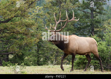 Eine große Bull elk zu Fuß entlang der Bäume Stockfoto