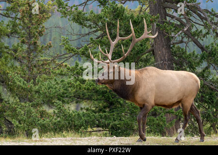 Eine große Bull elk zu Fuß entlang der Bäume Stockfoto