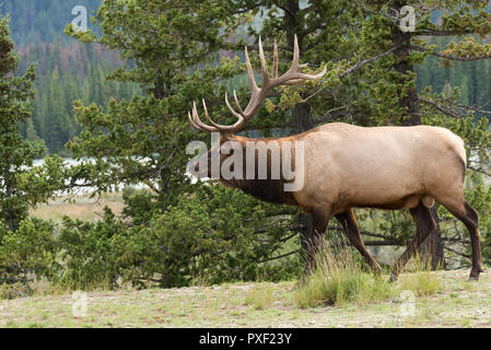 Eine große Bull elk zu Fuß entlang der Bäume Stockfoto