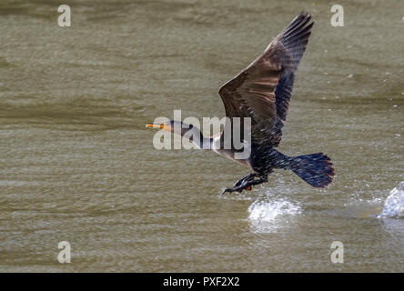 Doppelcrestkormoran (Nannopterum auritum), nicht-brüchige Gefieder, die aus Wasser, Iowa, USA, abheben. Stockfoto