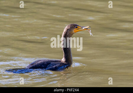 Doppelcrestkormoran (Nannopterum auritum), nicht-brüchige Gefieder, mit einem Raubfisch, Iowa, USA. Stockfoto